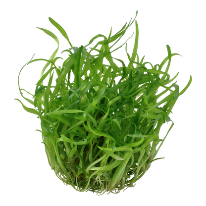 Tropica Sagittaria subulata 1-2-GROW