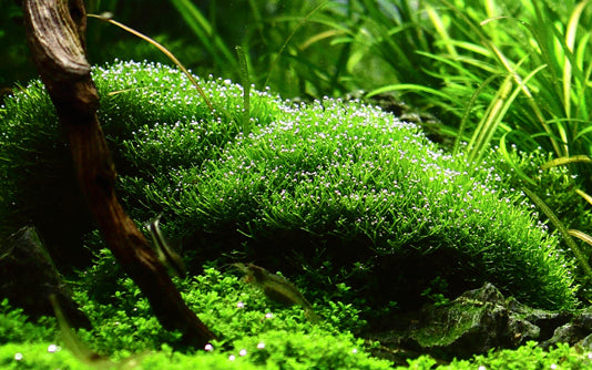 Tropica Riccia fluitans 1-2-GROW