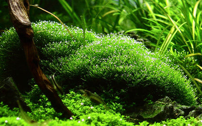 Tropica Riccia fluitans 1-2-GROW