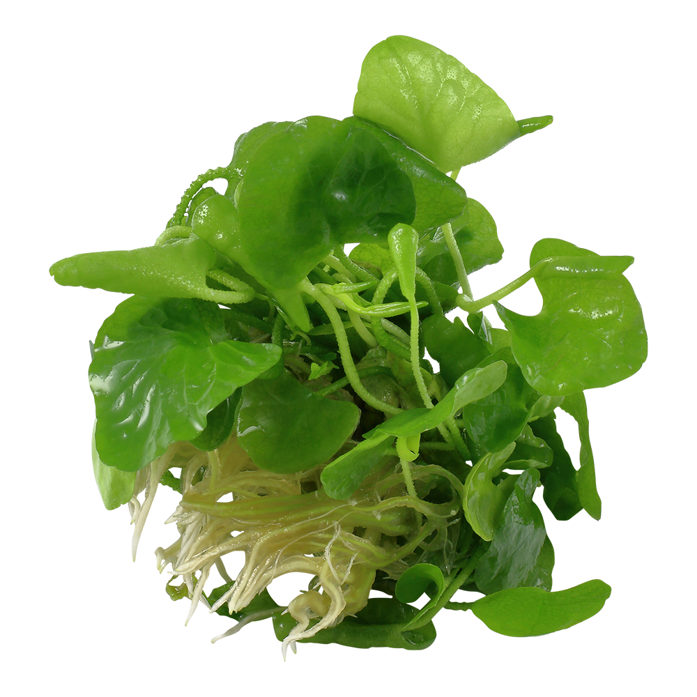 Tropica Nymphoides hydrophylla Taiwan 1-2-GROW