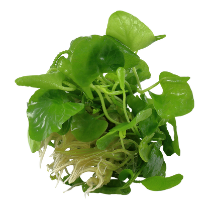 Tropica Nymphoides hydrophylla Taiwan 1-2-GROW