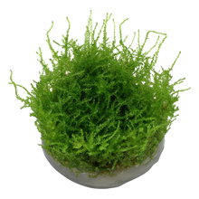 Aquadip Vesicularia montagnei Christmas Moss In-Vitro