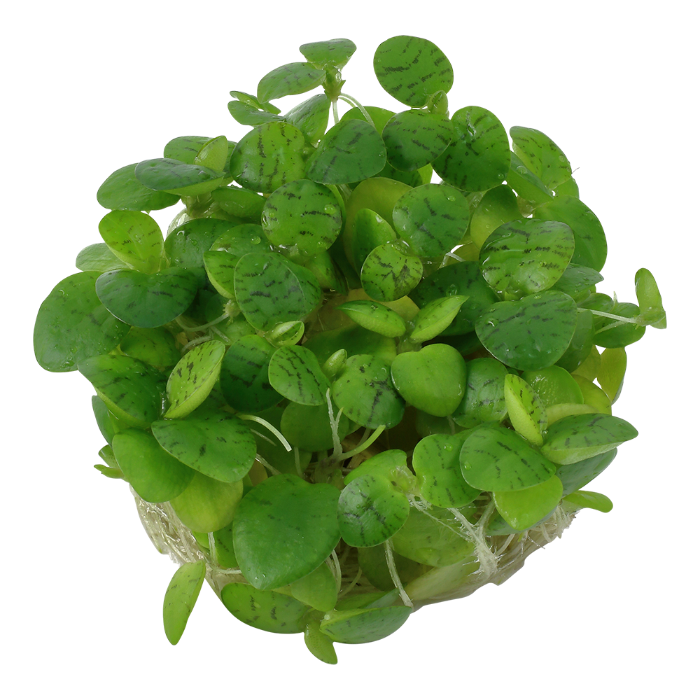 Tropica Limnobium laevigatum (Amazon Frogbit) 1-2-GROW