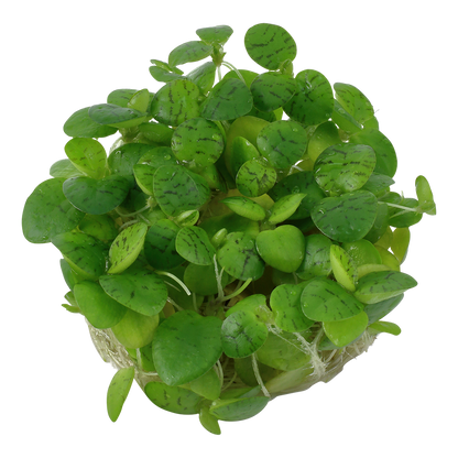 Tropica Limnobium laevigatum (Amazon Frogbit) 1-2-GROW