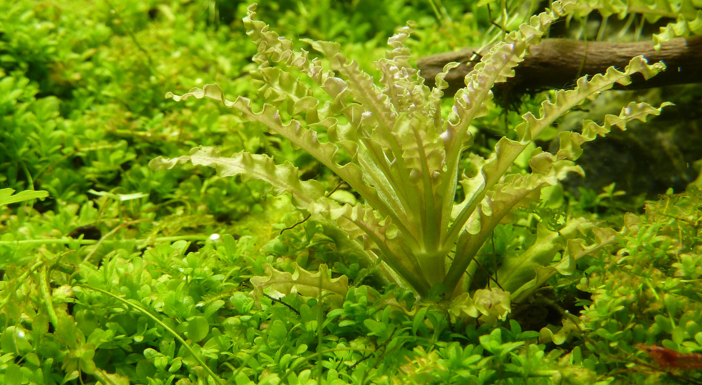 Tropica Pogostemon helferi 1-2-GROW