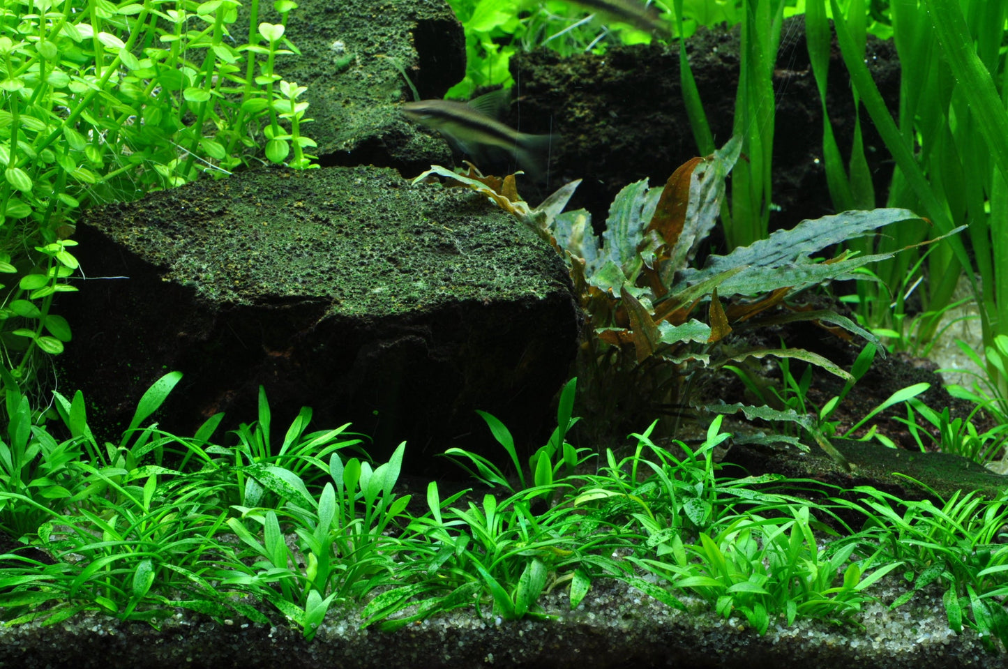 Tropica Cryptocoryne parva 1-2-GROW