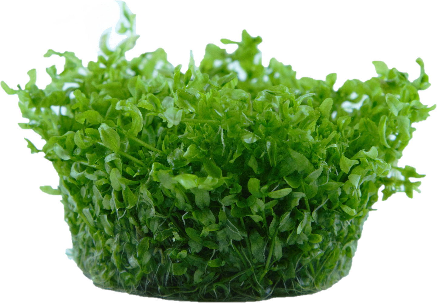 Tropica Hemianthus micranthemoides 1-2-GROW