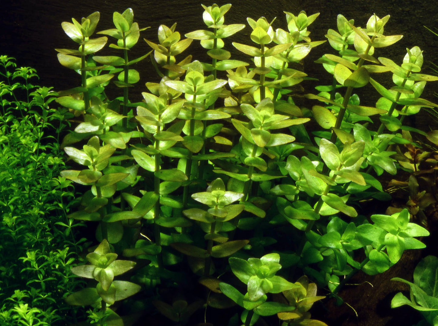 Tropica Bacopa caroliniana 1-2-GROW