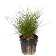 Eleocharis parvula AQUADIP Dwarf Hairgrass