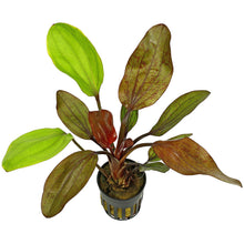 Echinodorus Fancy Twist AQUADIP