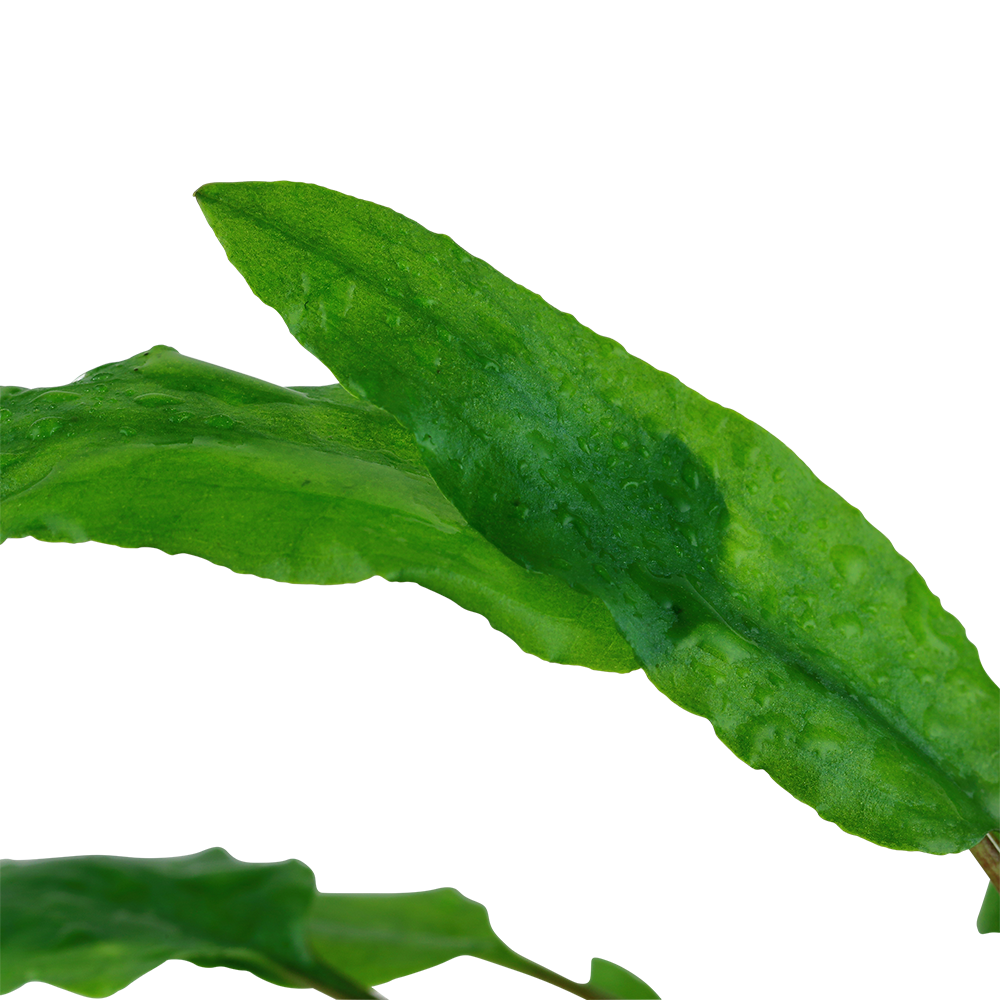 Tropica Cryptocoryne wendtii Green 1-2-GROW