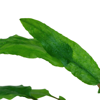 Tropica Cryptocoryne wendtii Green 1-2-GROW