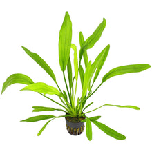 Echinodorus Horemanii Green AQUADIP
