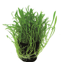 Lilaeopsis novea-zealandiae AQUADIP