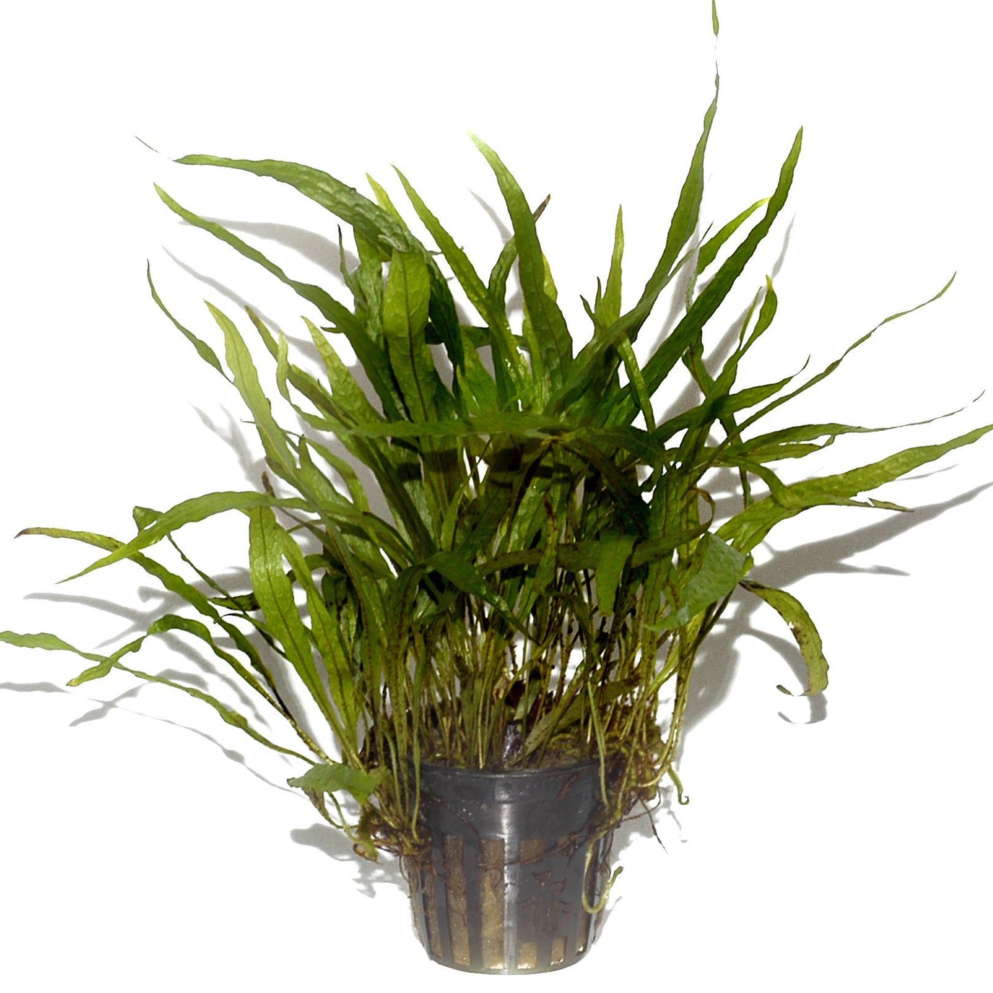 Microsorum pteropus Minor AQUADIP