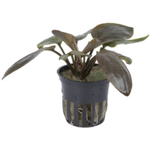 Lagenandra sp. 'Red' AQUADIP