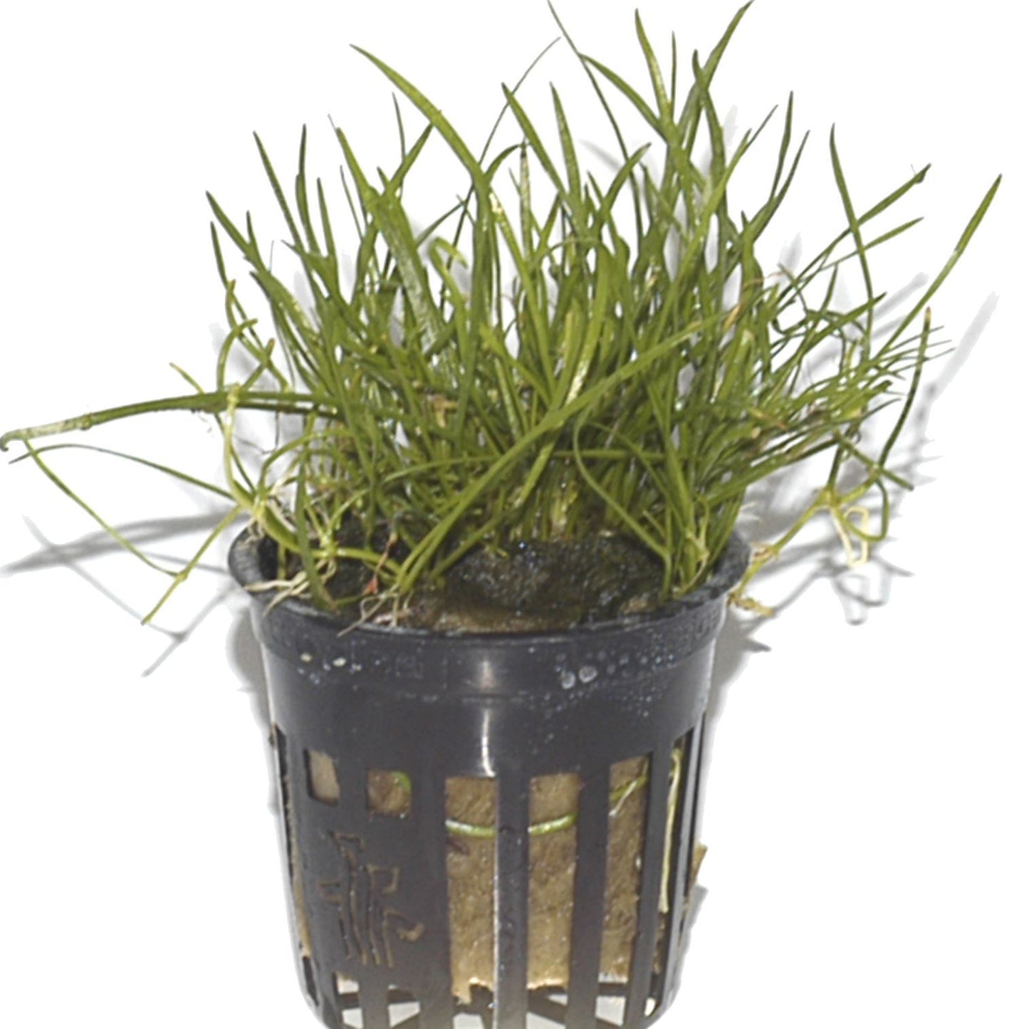 Lilaeopsis mauritius AQUADIP