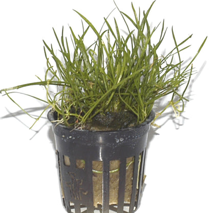 Lilaeopsis mauritius AQUADIP