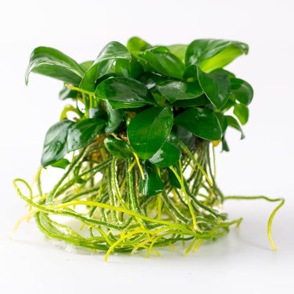 Tropica Anubias barteri nana 1-2-GROW