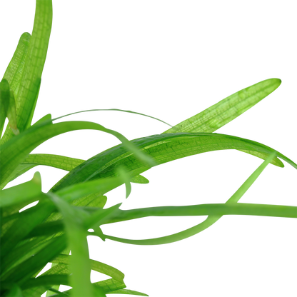 Tropica Sagittaria subulata 1-2-GROW
