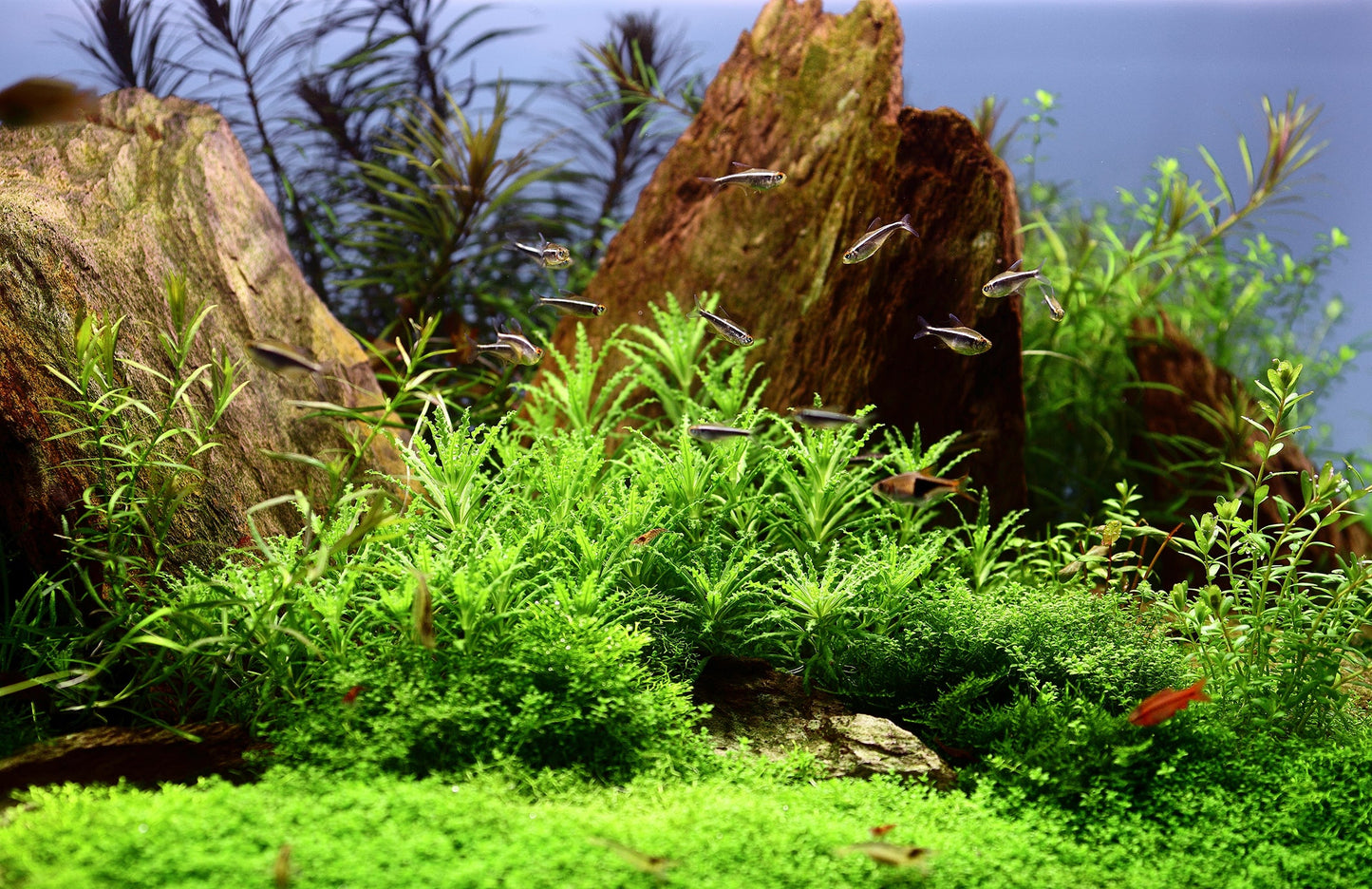 Tropica Pogostemon helferi 1-2-GROW