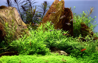 Tropica Pogostemon helferi 1-2-GROW