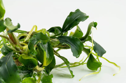 Tropica Bucephalandra pygmea Bukit Kalem 1-2-GROW