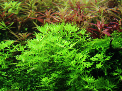 Tropica Hottonia palustris 1-2-GROW