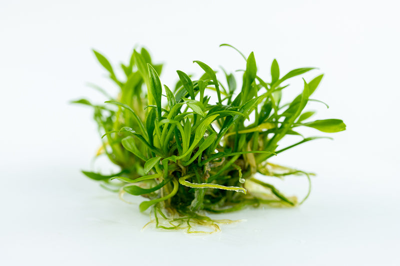 Tropica Cryptocoryne parva 1-2-GROW