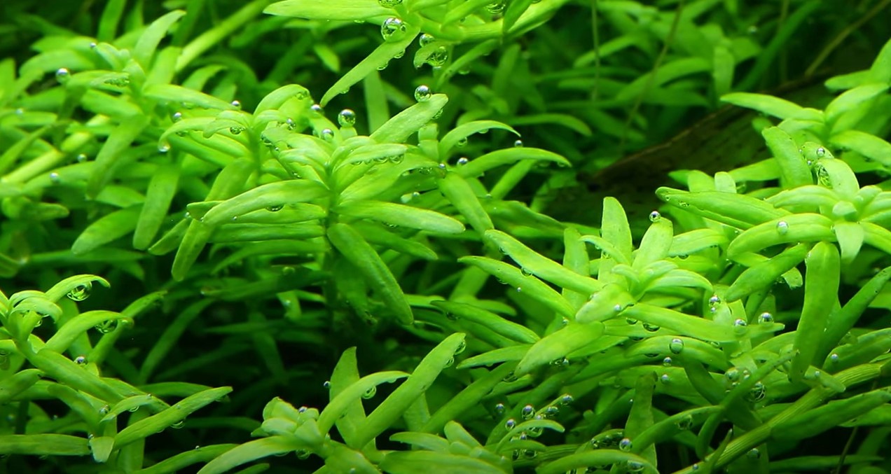 Tropica Rotala rotundifolia Green 1-2-GROW