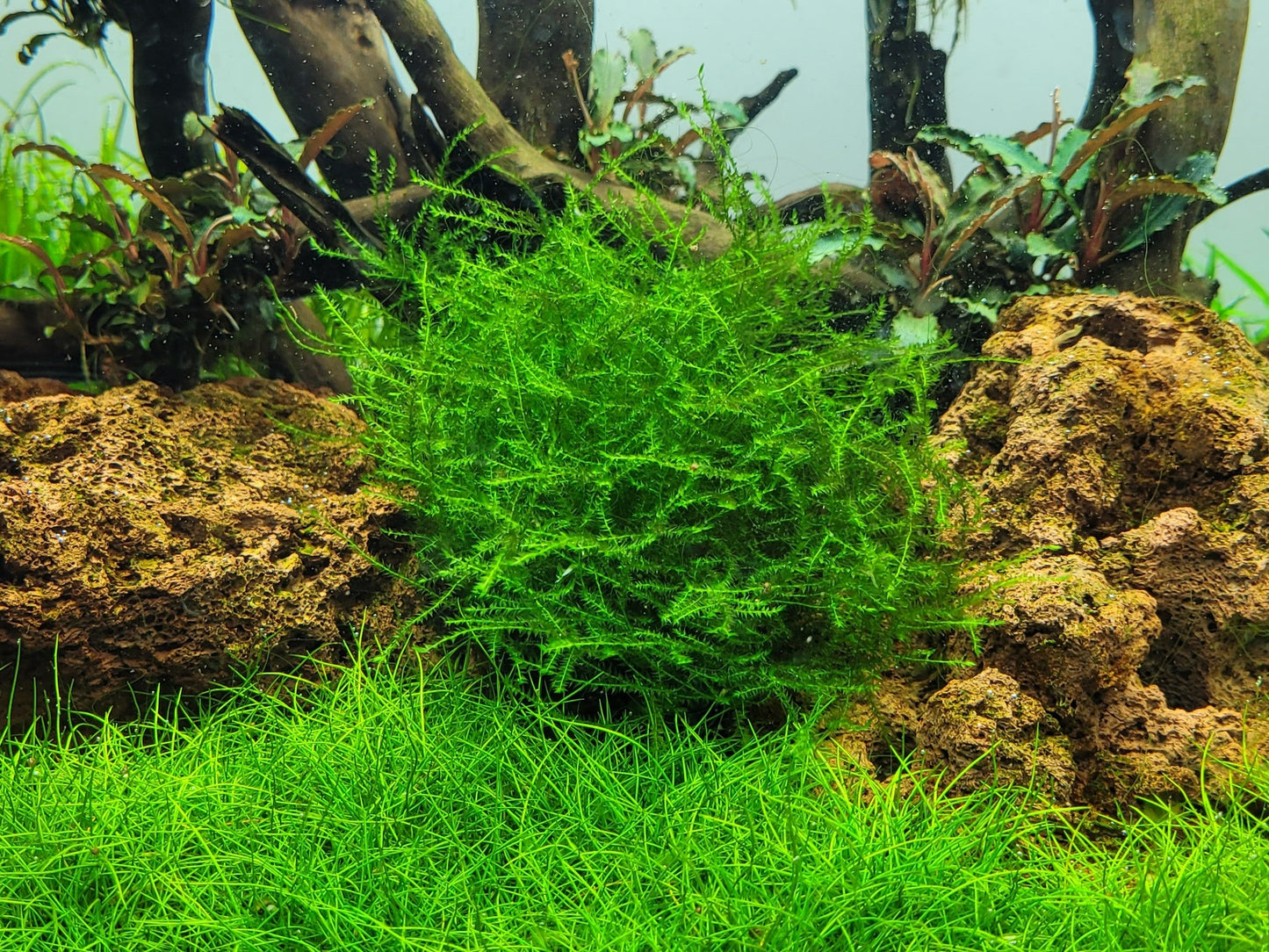 Tropica Leptodictyum riparium Moss 1-2-GROW