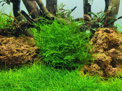 Tropica Leptodictyum riparium Moss 1-2-GROW