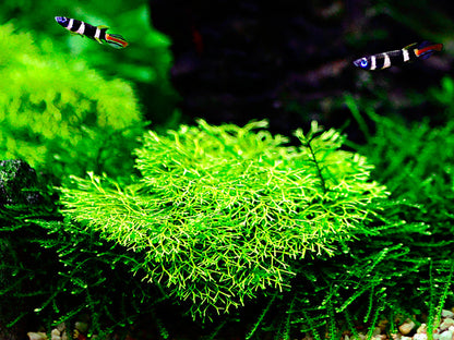 Tropica Riccia fluitans 1-2-GROW