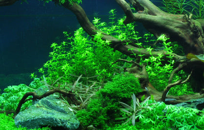 Tropica Hemianthus micranthemoides 1-2-GROW