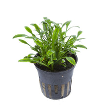 Cryptocoryne parva AQUADIP