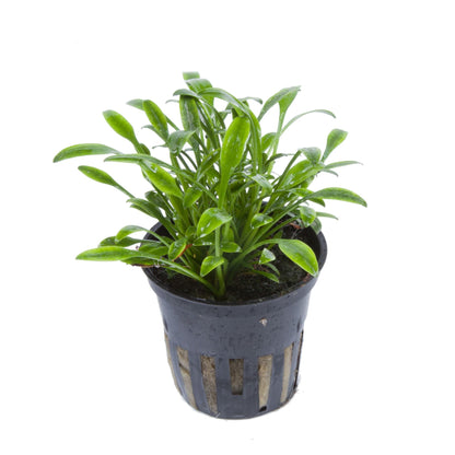 Cryptocoryne parva AQUADIP