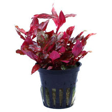 Alternanthera rosaefolia rosanervig AQUADIP