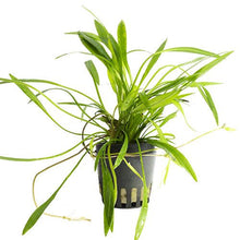 Echinodorus xinguensis AQUADIP