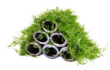 Deco Shrimp Tubes with Moss Aquafleur