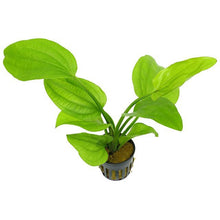 Echinodorus muricatus grandiflorus AQUADIP
