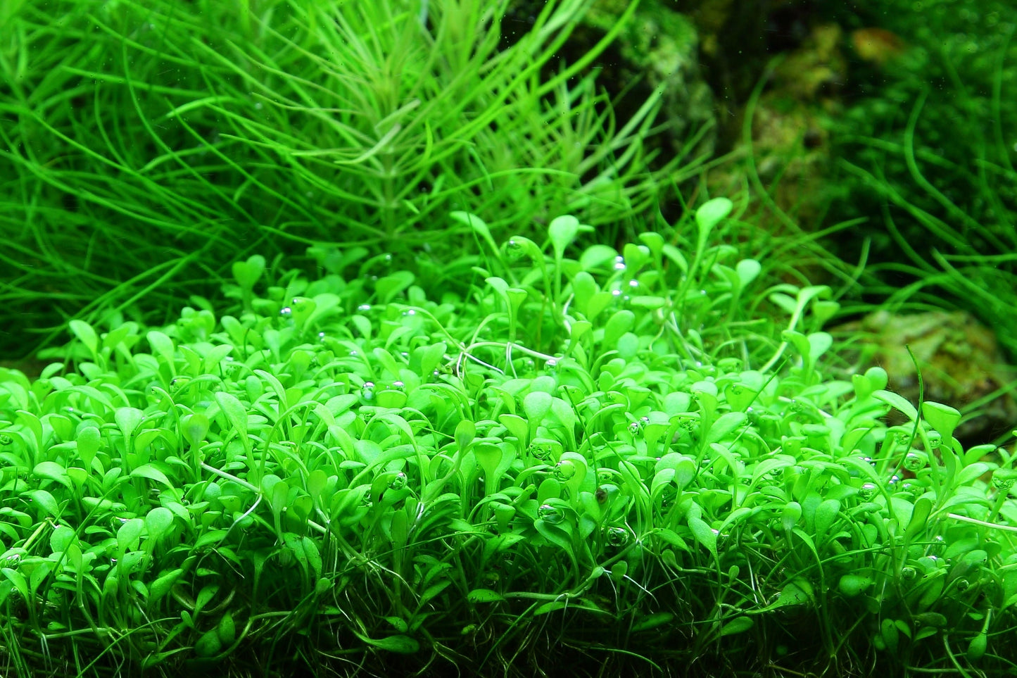 Tropica Glossostigma elatinoides 1-2-GROW