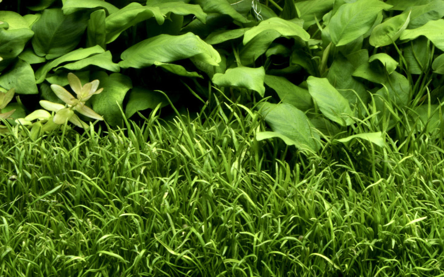 Tropica Lilaeopsis brasiliensis 1-2-GROW
