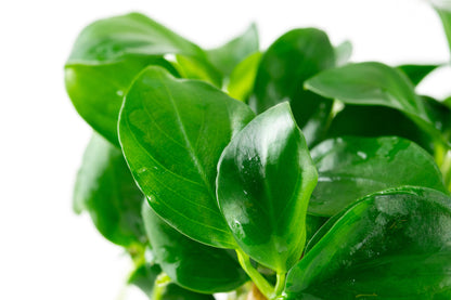 Dennerle Anubias barteri nana Plant-It