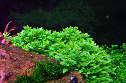 Tropica Staurogyne repens 1-2-GROW