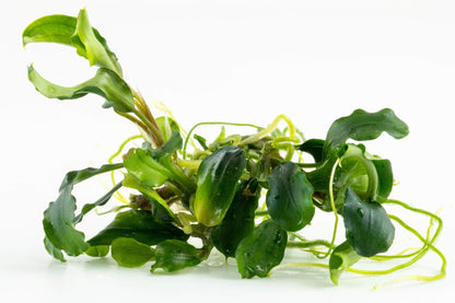 Tropica Bucephalandra pygmea Bukit Kalem 1-2-GROW