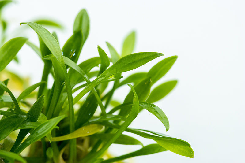 Tropica Cryptocoryne parva 1-2-GROW