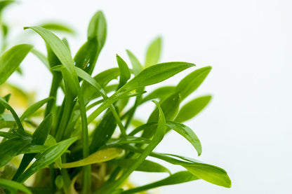 Tropica Cryptocoryne parva 1-2-GROW
