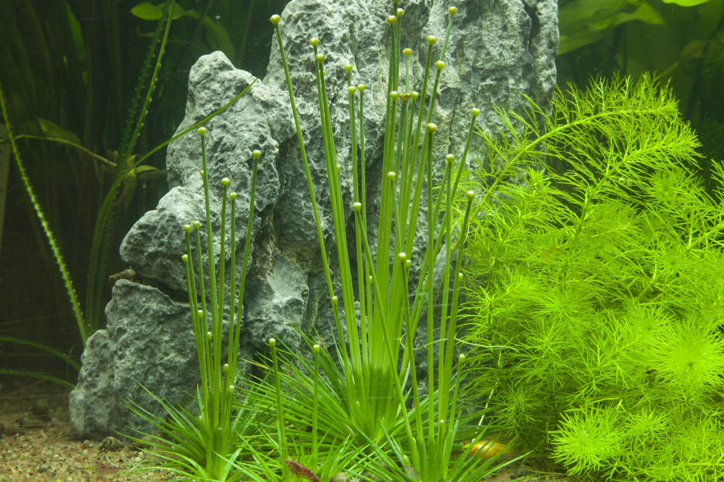 Dennerle Eriocaulon cinereum Plant-It