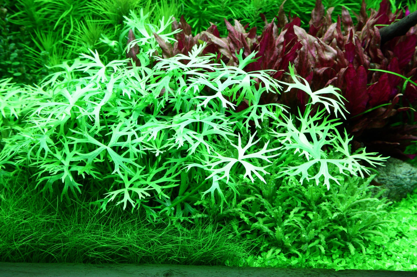 Tropica Ranunculus inundatus 1-2-GROW