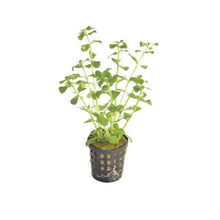 Bacopa Monerii PC Aquafleur